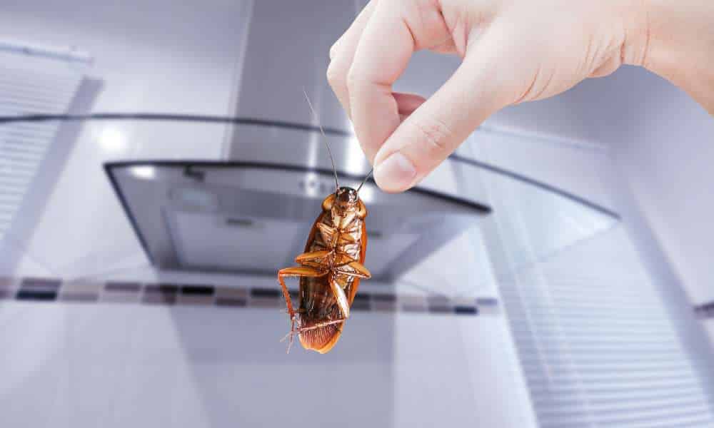 How To Get Rid Of German Cockroaches In Kitchen Cabinets