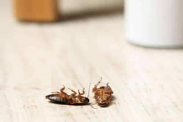 Selecting A Reputable Pest Control Service